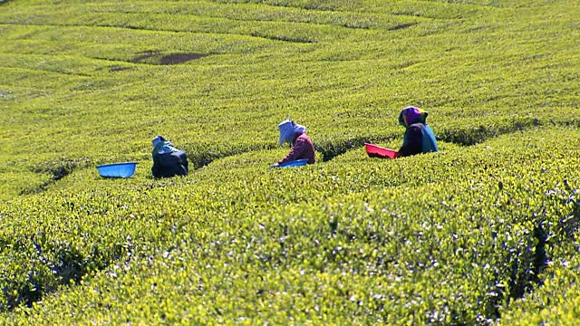Tea Plantations in Kenya